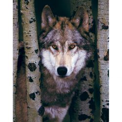 Eurographics Lobo Gris puzzle